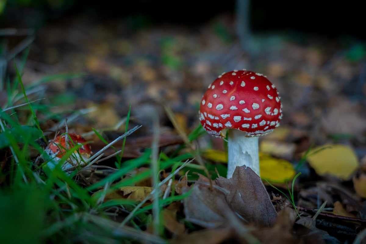 I Tried Amanita Muscaria, The 'Delta-8 Of Mushrooms,' Here's How It Went